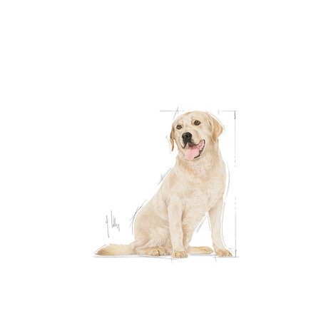 ROYAL CANIN Labrador Retriever Adulto 5+ 2x12kg